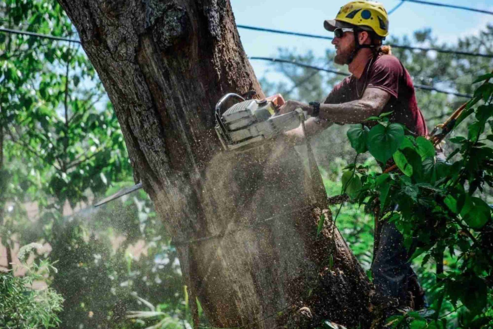 Tree Service in Oak Park, IL